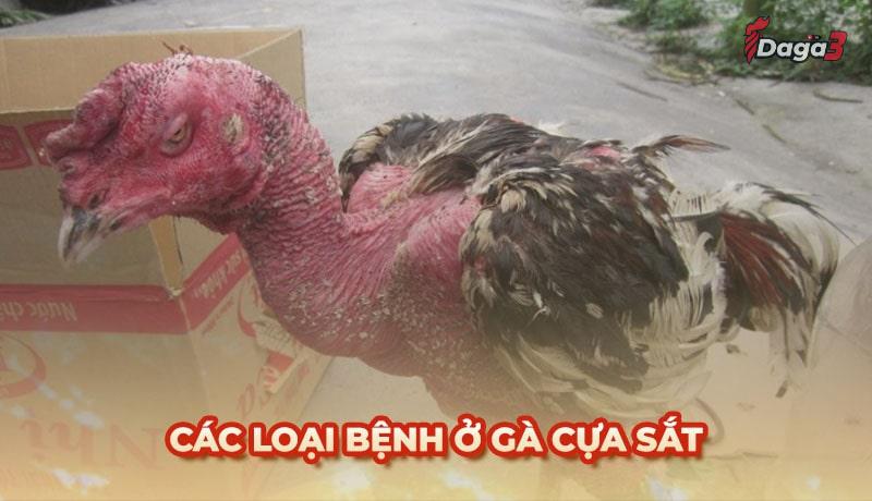 Bệnh ở gà cựa sắt: Nguyên nhân, triệu chứng và cách điều trị