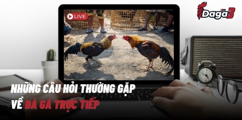 Một số câu hỏi thường gặp về đá gà trực tiếp