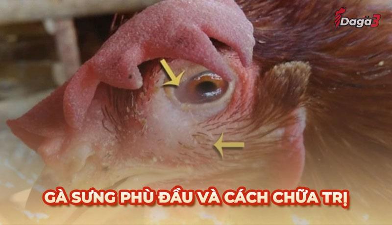 Bệnh gà sưng phù đầu – Tổng hợp kiến thức từ A đến Z