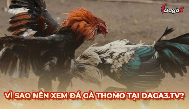 Vì sao nên chọn aerodreams.in để xem đá gà trực tiếp thomo