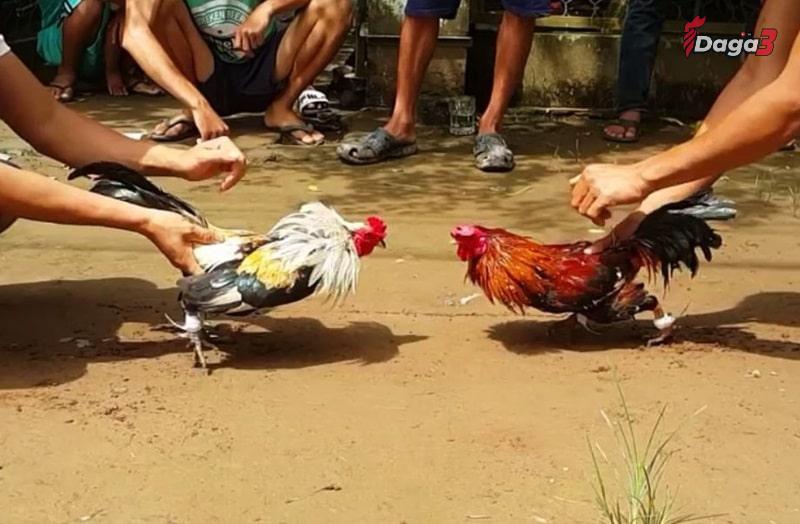 Những điều cần lưu ý khi sư kê sử dụng thuốc nhỏ cho gà đá