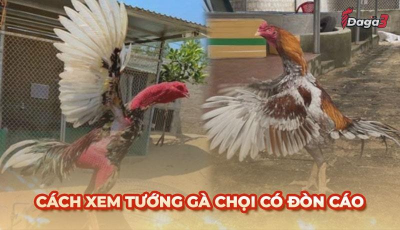 Bí quyết xem tướng gà chọi có đòn cáo cực hay của sư kê
